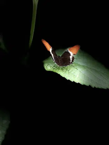 Preview for More CR Pics!