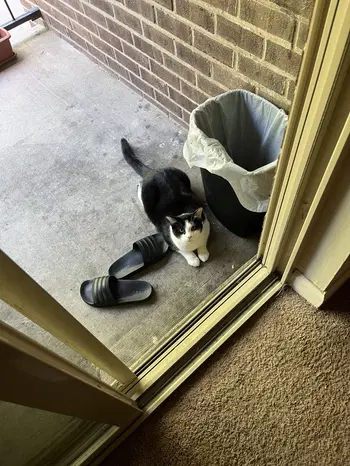 Preview for Another Cat